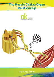 Die Muskel-Chakra-Organ-Beziehung